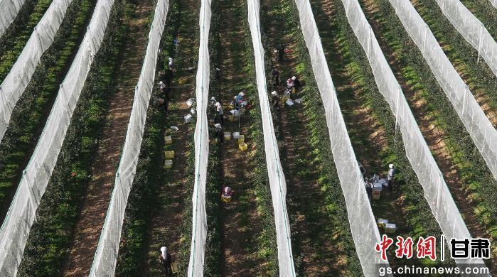 图为示范园里工人采摘维纳斯黄金苹果 邵娟青 摄