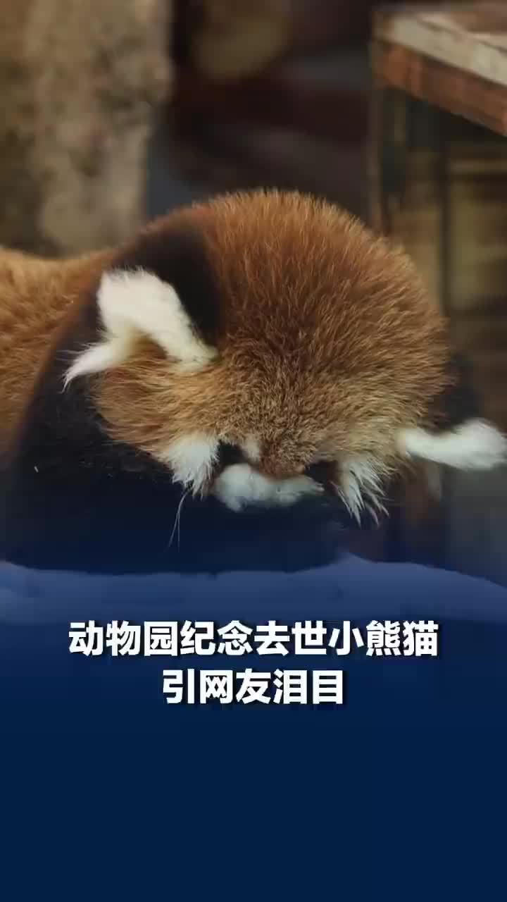 柳州一动物园纪念小熊猫接连去世，园方回应保育员发文纪念去世小熊猫