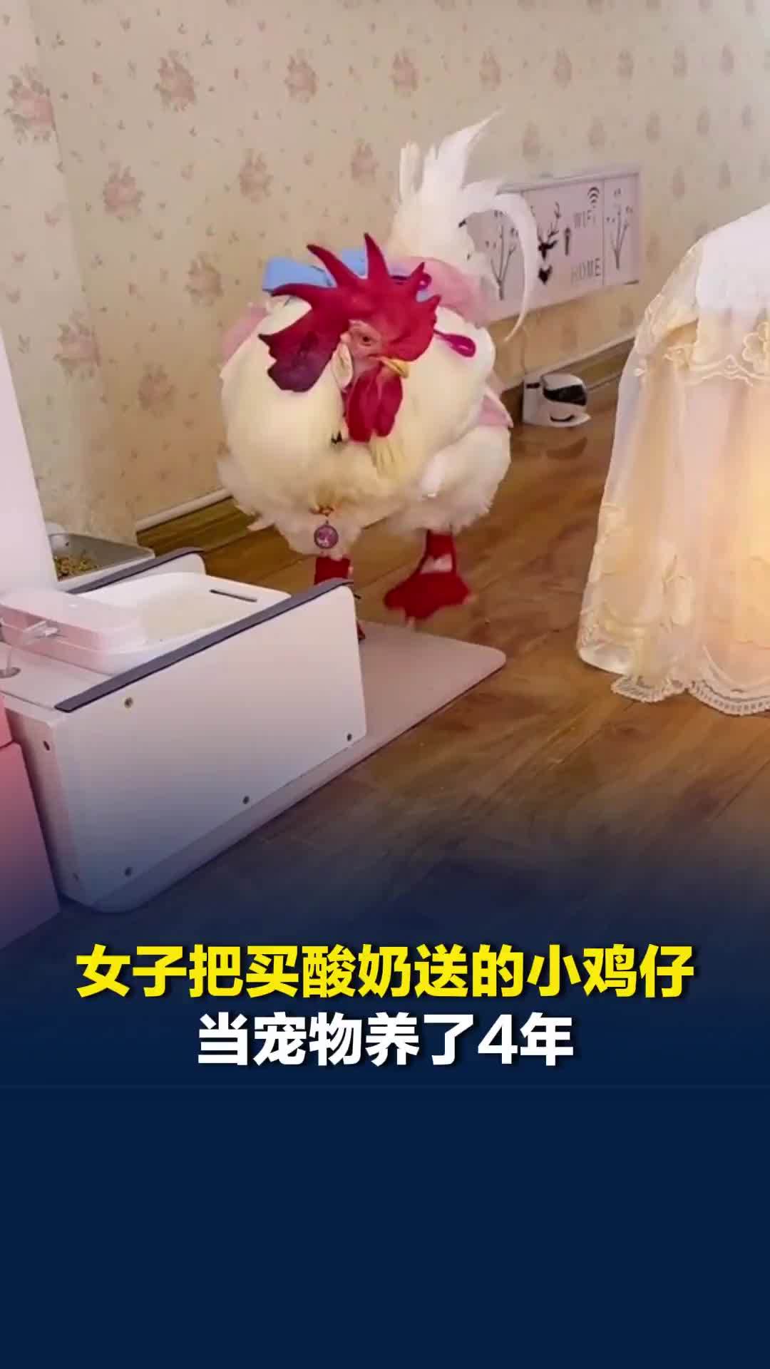 安徽一女子把买酸奶送的小鸡仔当宠物养了4年：体重已达25斤，不会打鸣