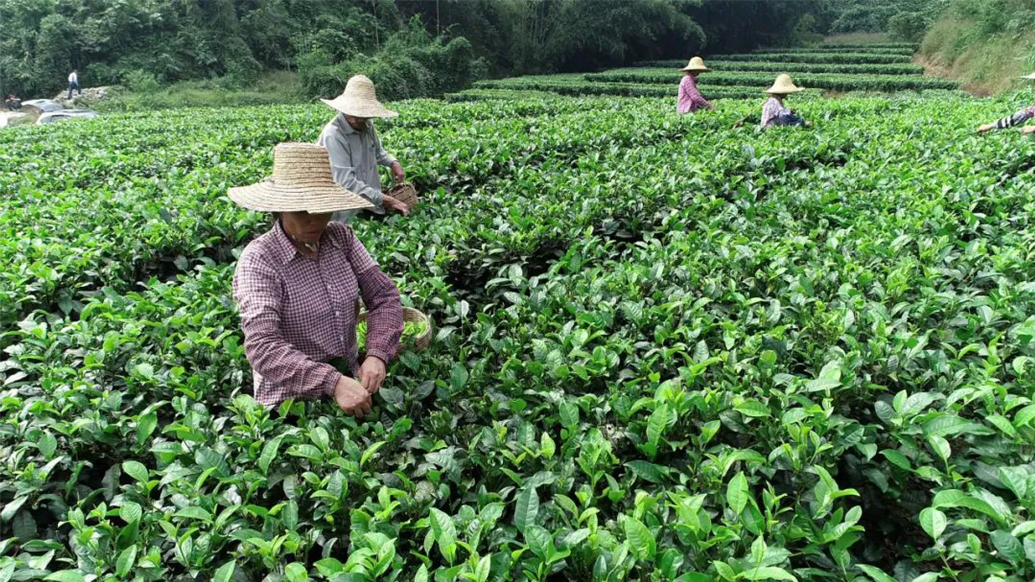 江谷江林茶园