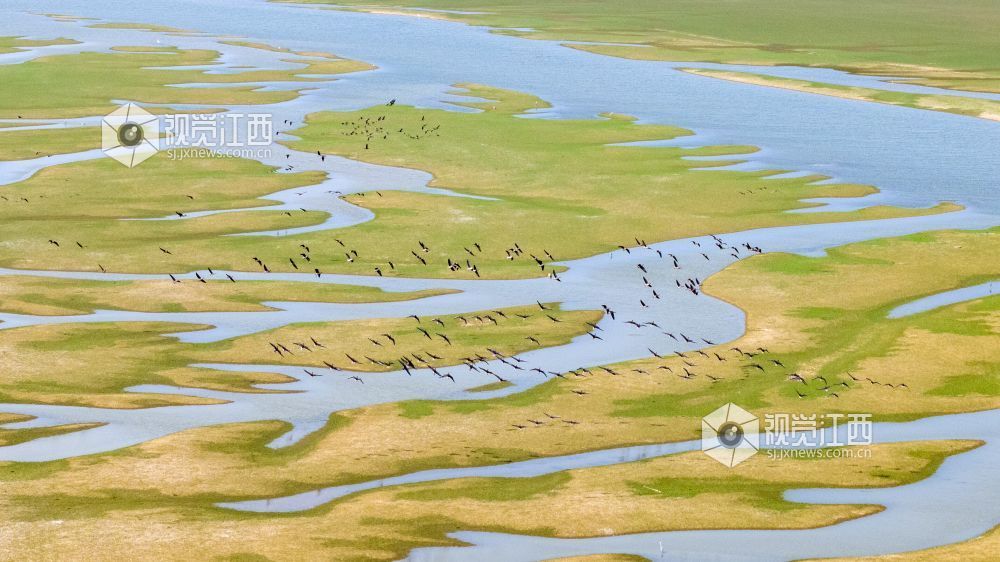 2026年10月20日,成群候鸟在江西鄱阳湖都昌湿地上空翱翔。