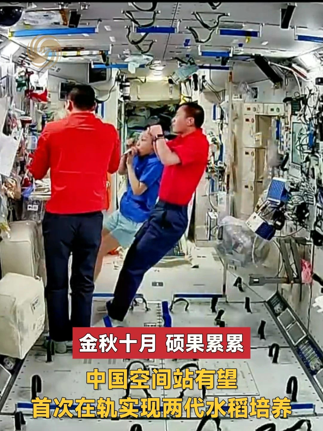 金秋十月 硕果累累 中国空间站有望 首次在轨实现两代水稻培养#中国空间站 #中国载人航天 #水稻