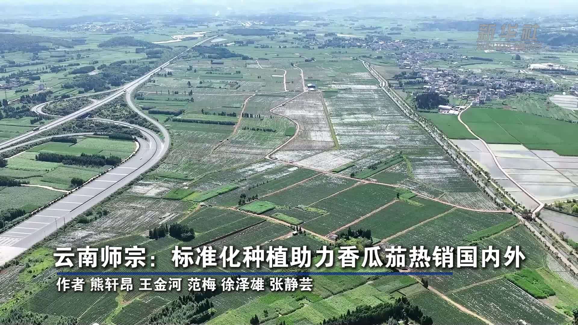 云南师宗：标准化种植助力香瓜茄热销国内外