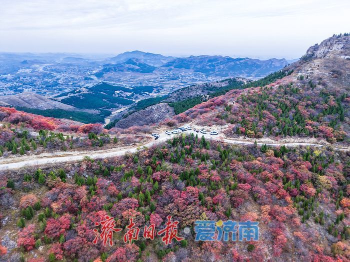 红叶热烈，荻花轻盈，济南丁子寨秋日山野美出圈