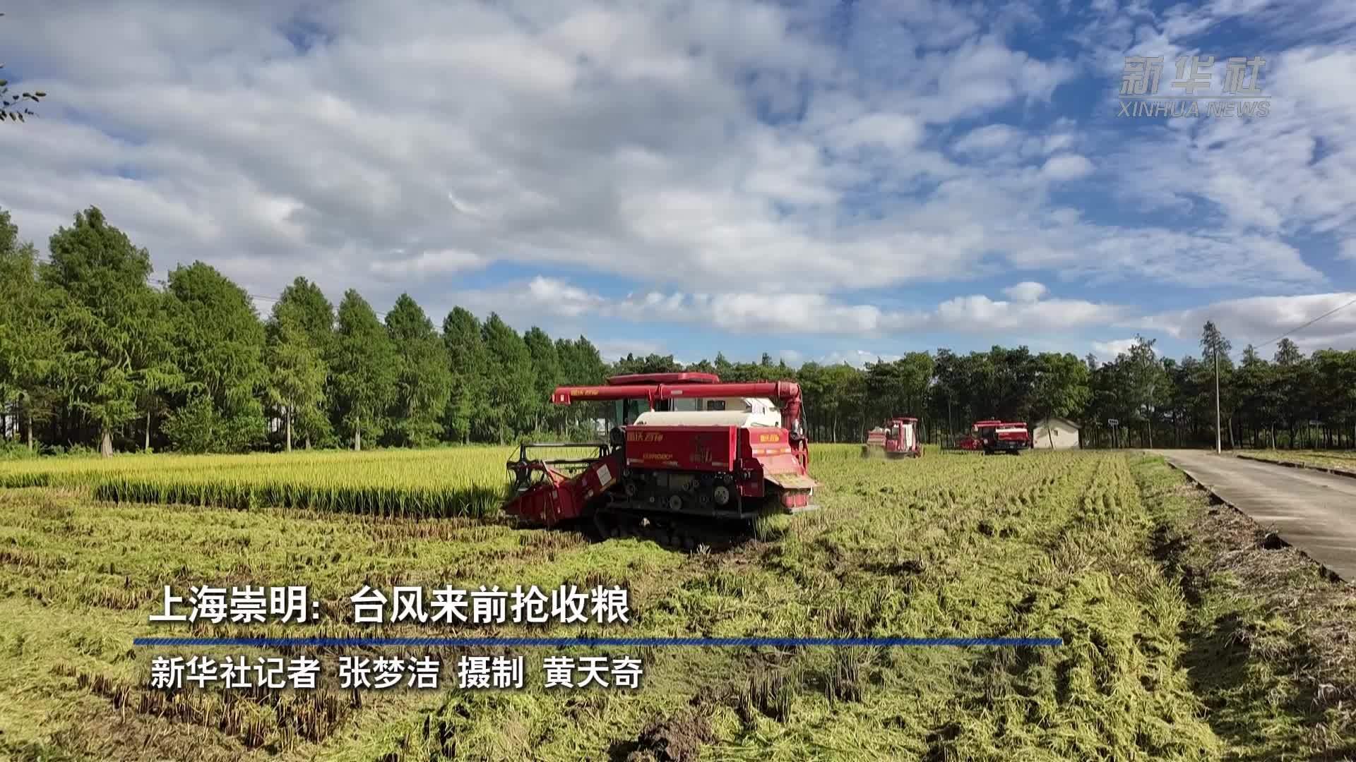 上海崇明：台风来前抢收粮