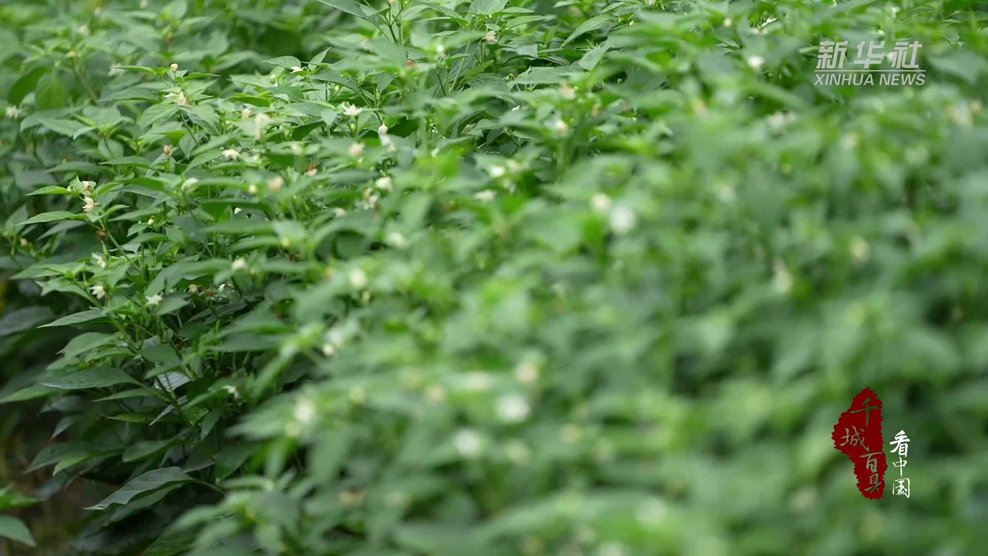 千城百县看中国｜重庆石柱：辣椒种植串起火红产业链