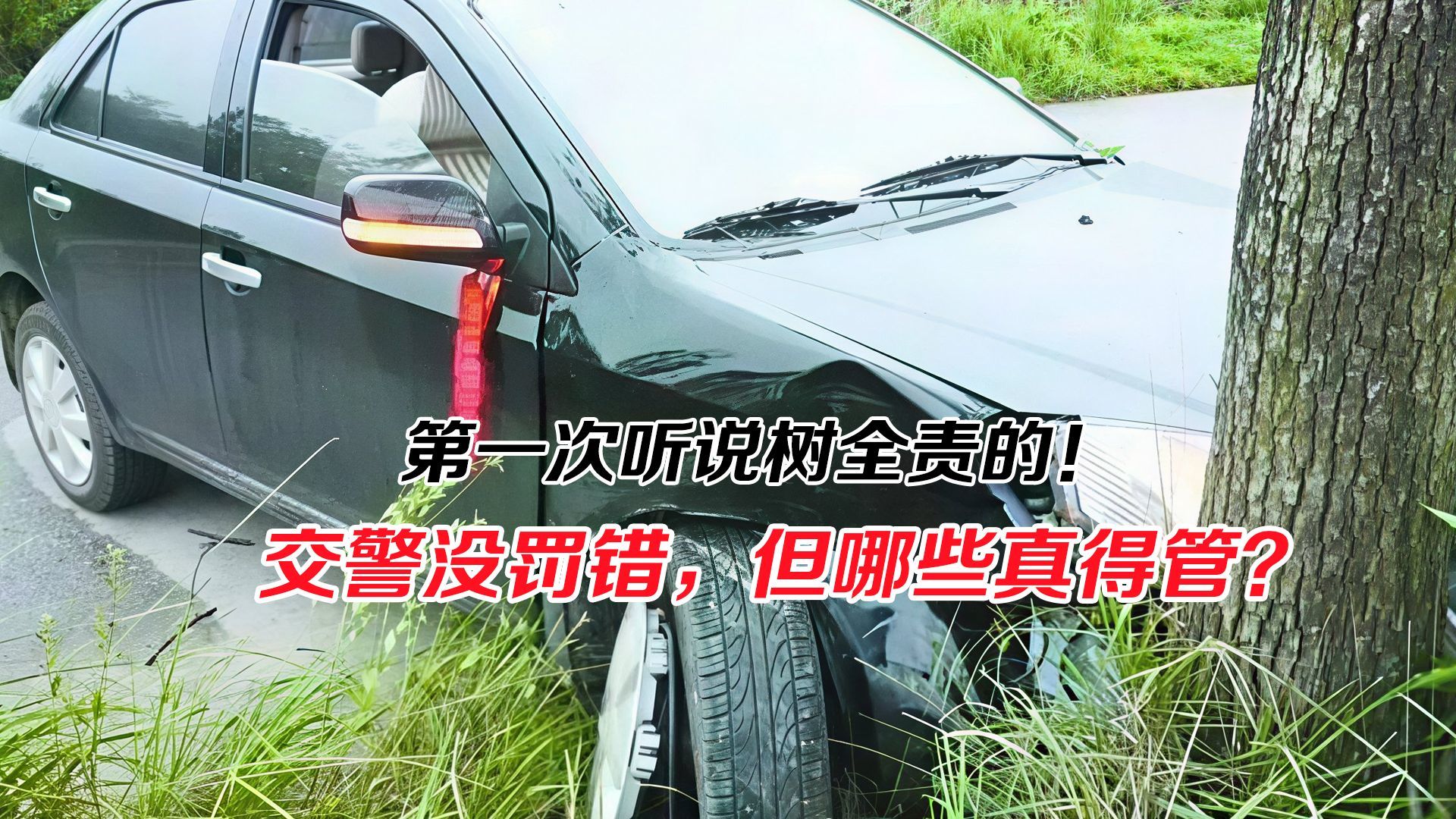 第一次听说树全责的！交警罚得没错，但另一个维度确实得管