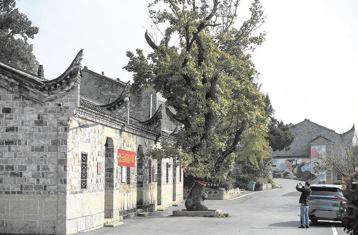 红安王近山故居前的将军枫