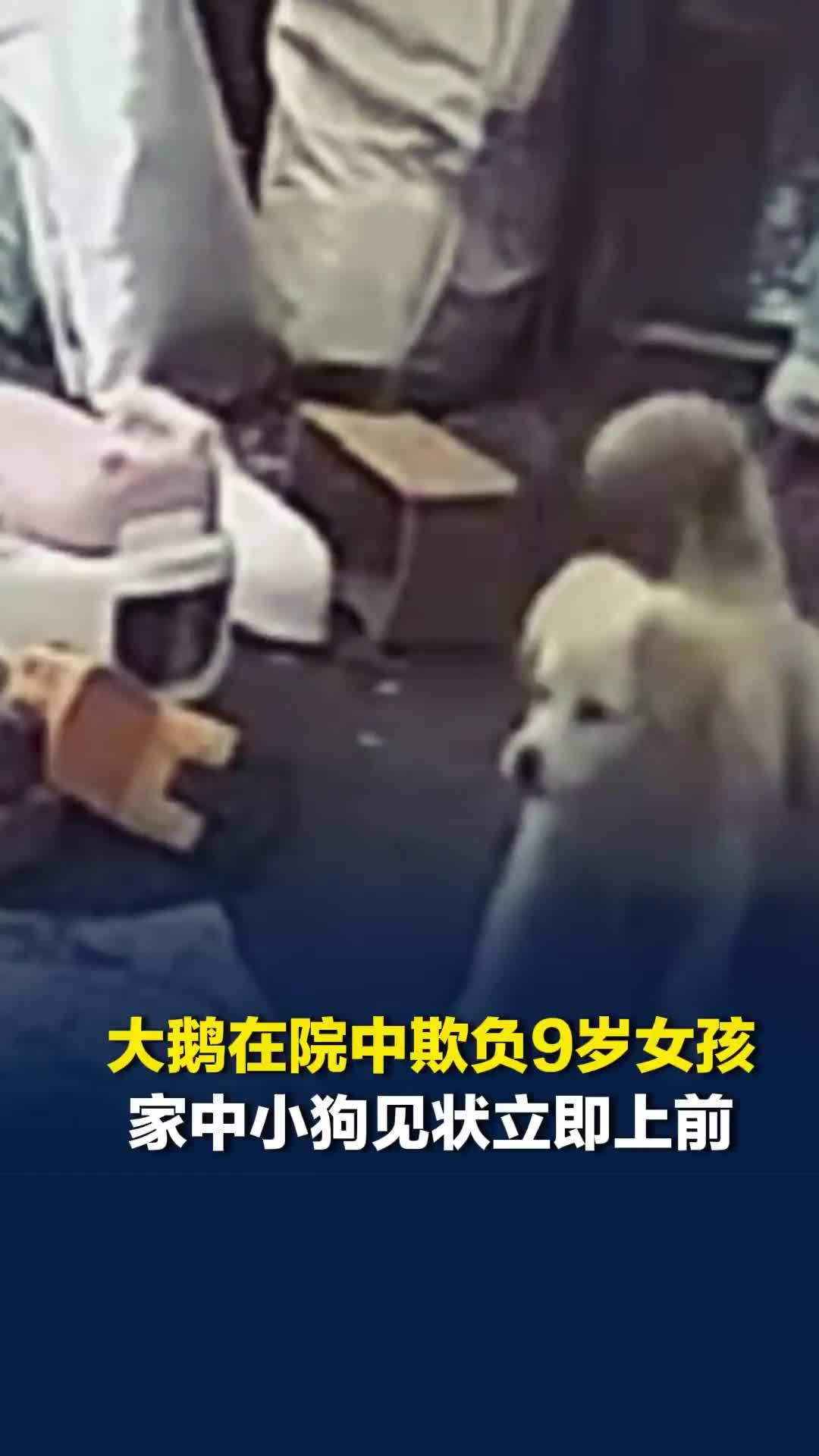 霸气护主！大鹅在院中欺负9岁女孩，家中小狗见状立即上前驱赶大鹅保护小主人