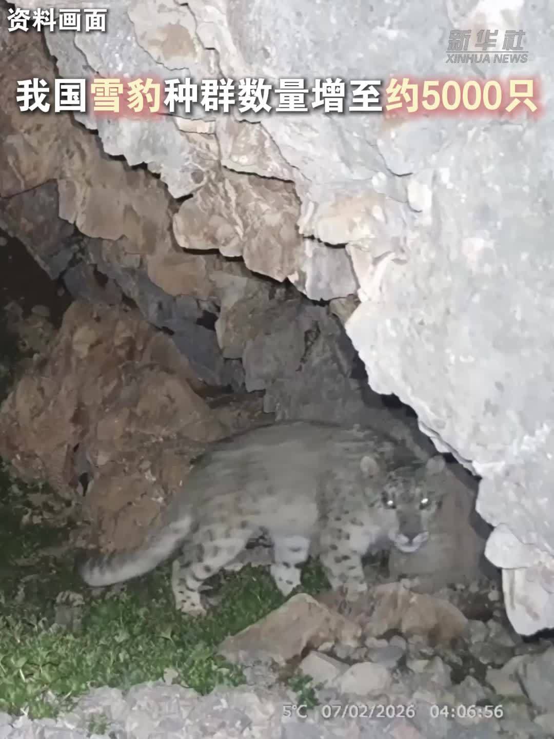 我国雪豹种群数量增至约5000只