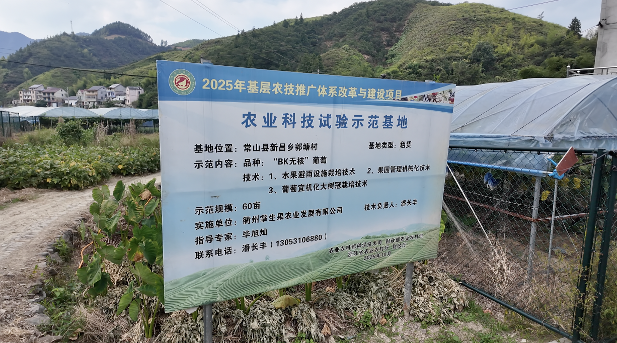 闲置地变“聚宝盆”:常山郭塘村88亩葡萄园结出甜蜜财富
