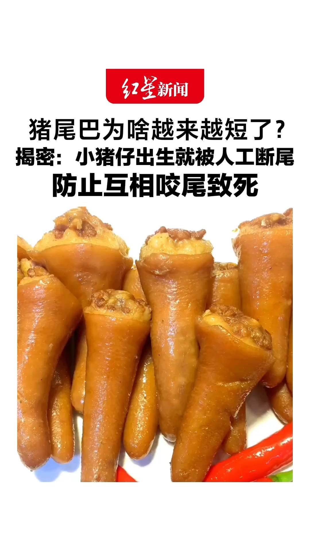 吃货百思不得其解：猪尾巴为啥越来越短了？揭密：小猪仔出生就被人工断尾，防止互相咬尾致死