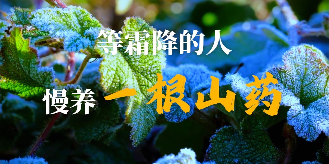 等霜降的人：慢养一根山药