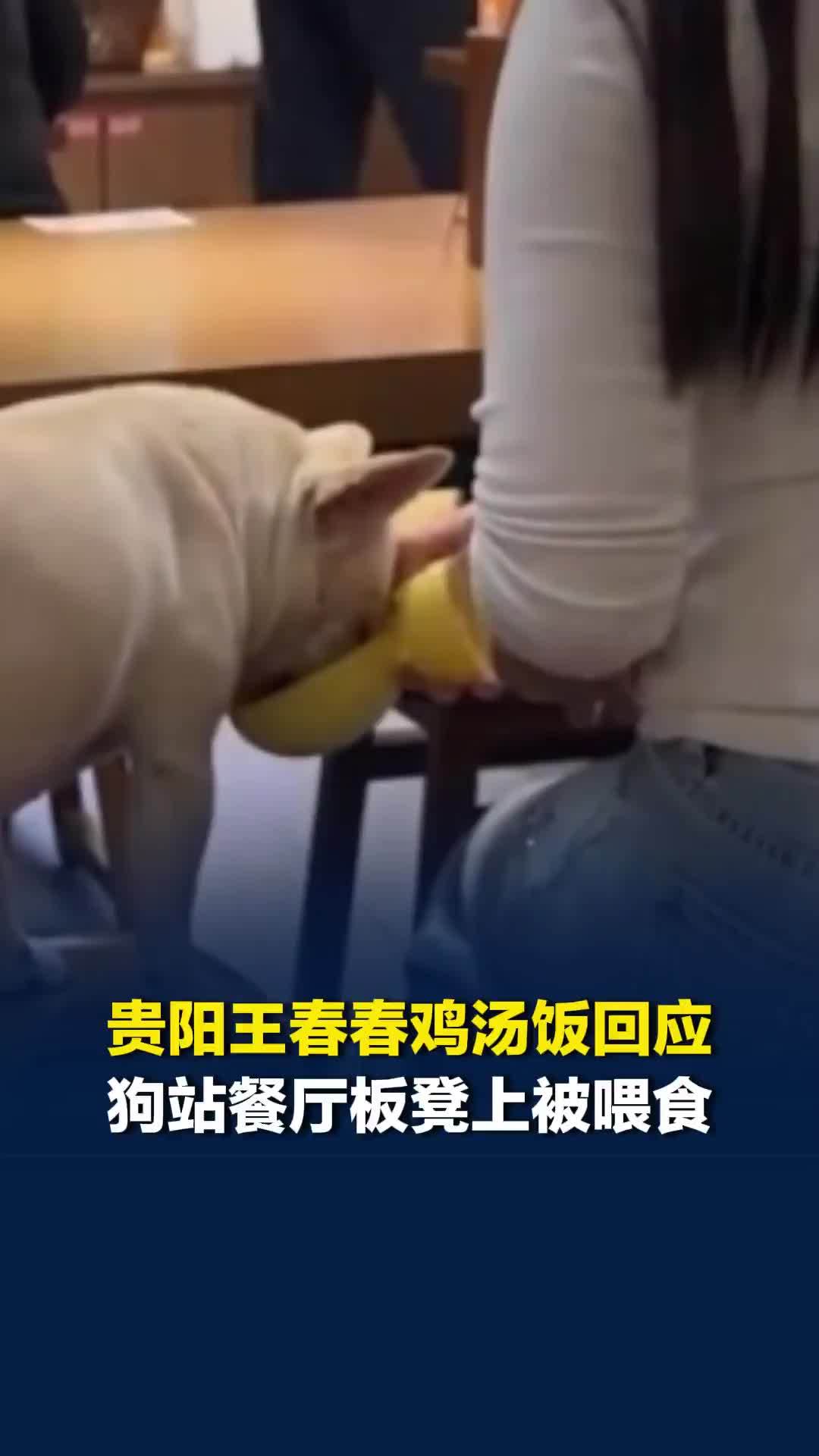 贵阳王春春鸡汤饭回应狗站在板凳上被喂食：餐具系顾客自带，以后禁止宠物入内