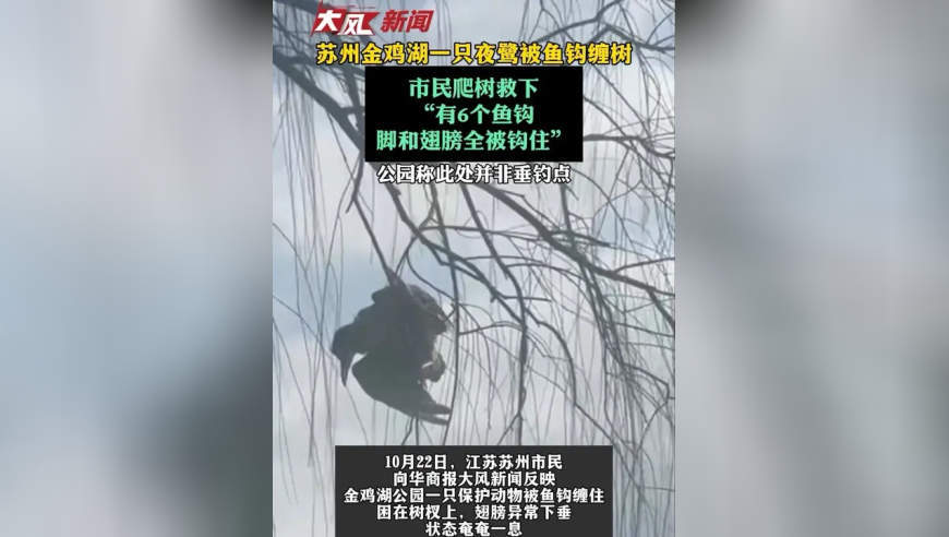 苏州金鸡湖一只夜鹭被鱼钩缠树，市民爬树救下，“有6个鱼钩，脚和翅膀全被钩住”，公园称此处并非垂钓点