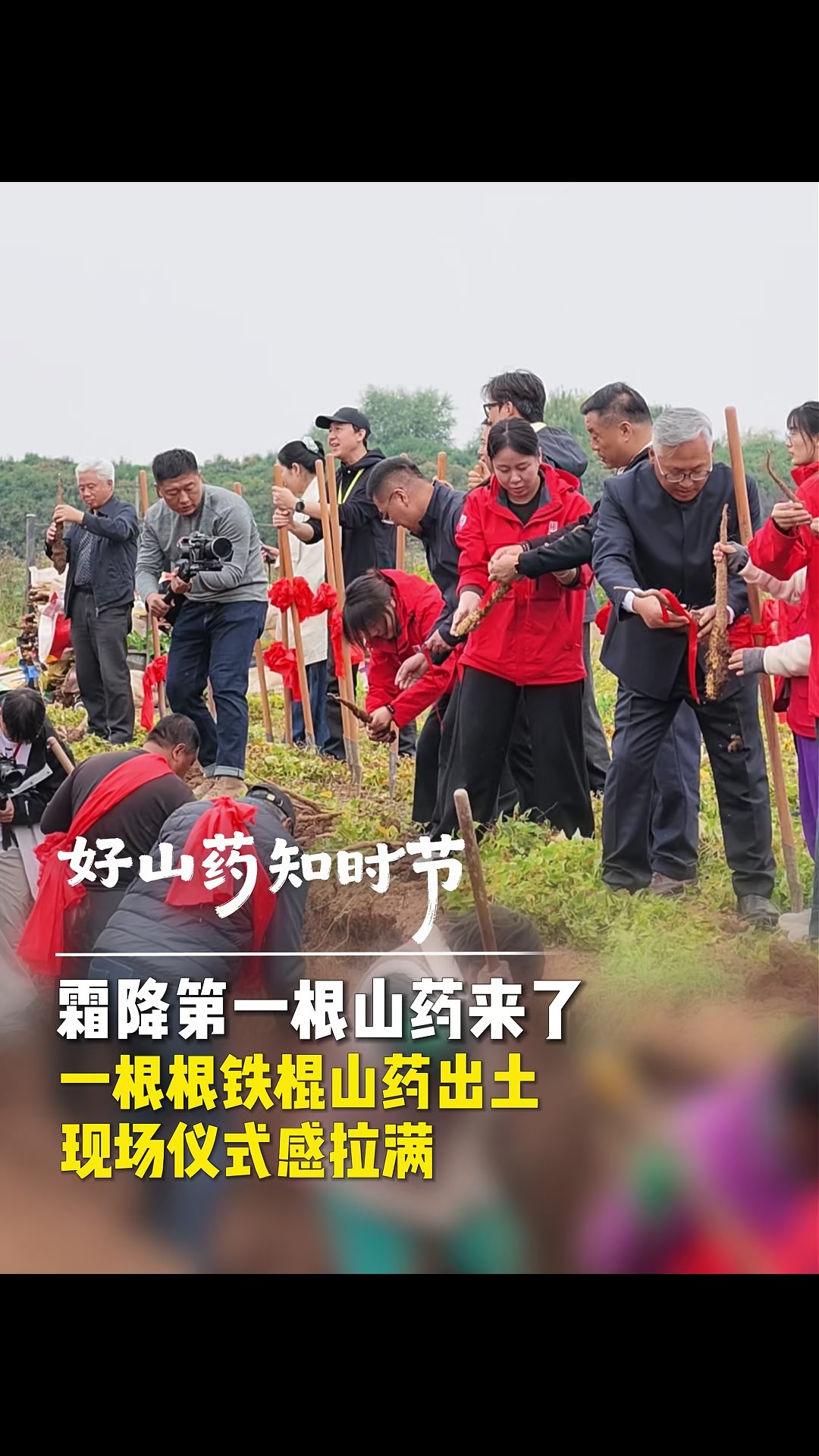 挖山药咯！这场霜降采挖仪式亮点满满