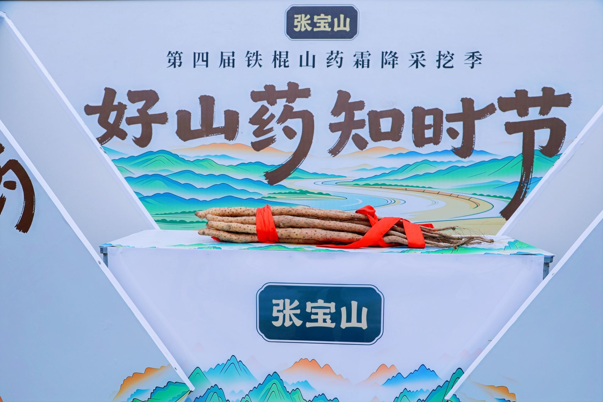温县铁棍山药丰收啦！张宝山第四届铁棍山药霜降采挖季启幕