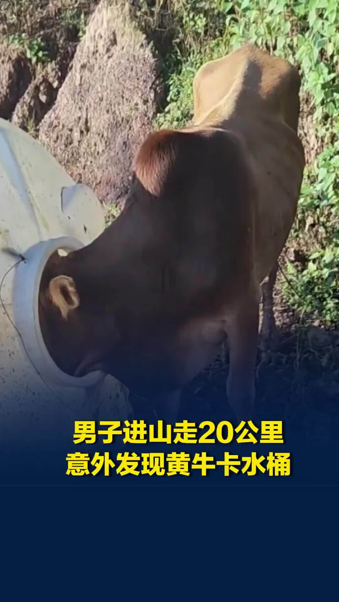 男子进山走20公里没找到菌子，意外发现黄牛卡水桶：被困数日已瘦成皮包骨