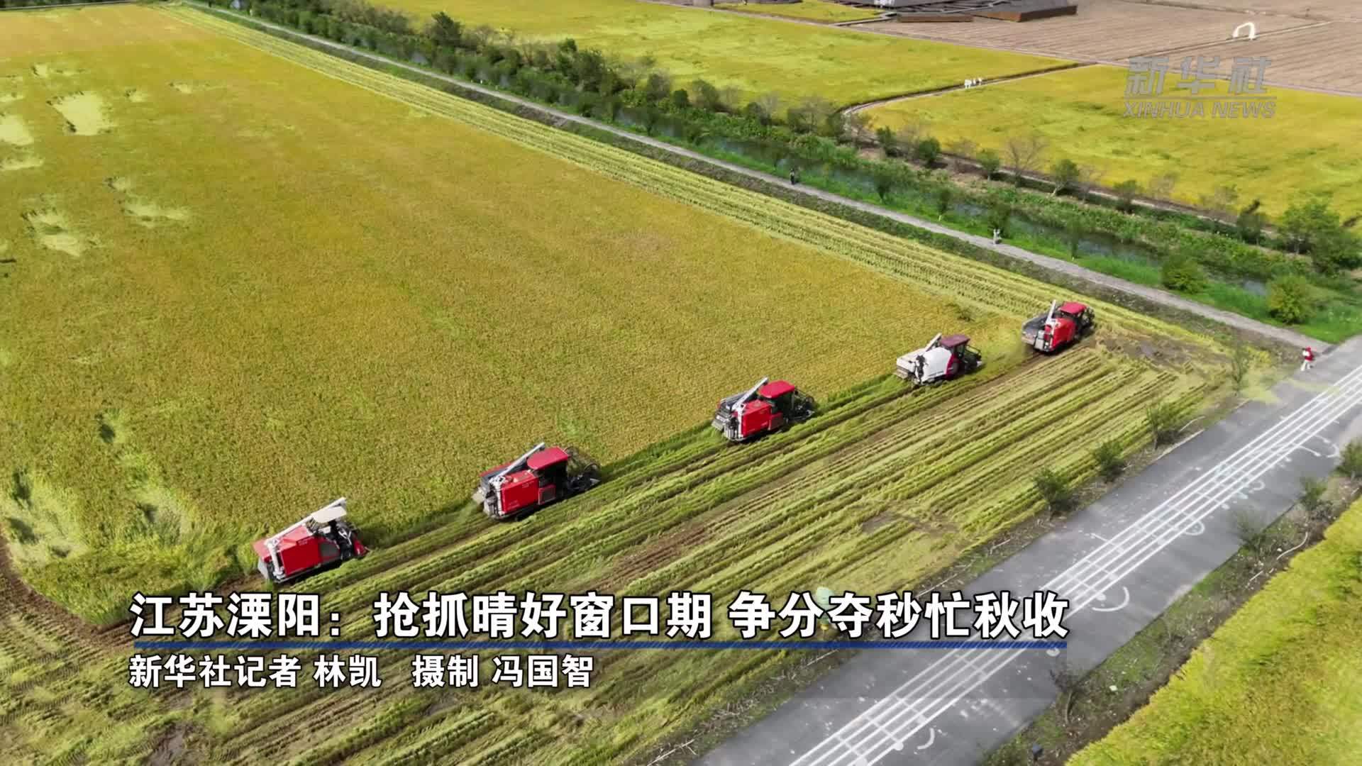 江苏溧阳：抢抓晴好窗口期 争分夺秒忙秋收