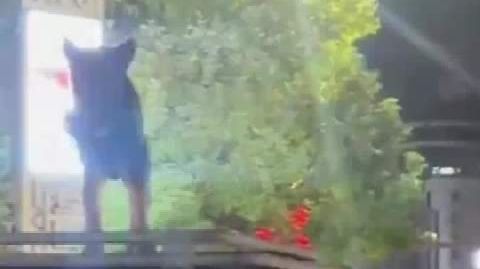 警方调查皮卡车顶载未栓绳狗游街 湖北荆州皮卡车顶载狗闹市穿行?网友指