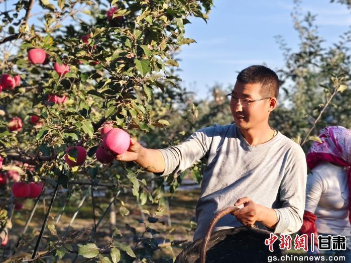 图为果农采摘苹果 高国霞 摄