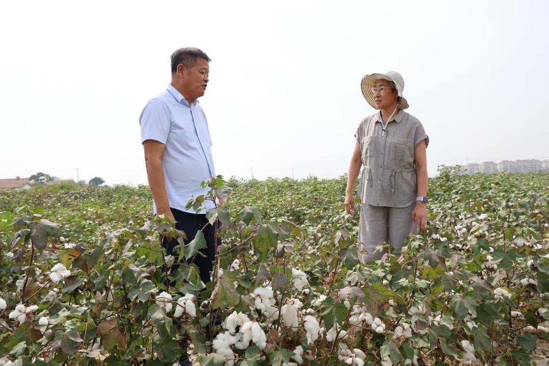 “盐碱地我不动,就在盐碱地里筛选能好好生长的植物。”中国科学院植物研究所院士种康一句话点破核心思路。今年东营遭遇持续干旱,大片饲草、玉米减产,科甜系列甜高粱却长势旺盛。团队基于近千份高粱种质材料,自主开发10K甜高粱液相育种芯片,育成甜高粱新品种“科甜9号”,在东营滨海中度盐碱地百亩田间试验中,测产比对照品种增产11.33%。