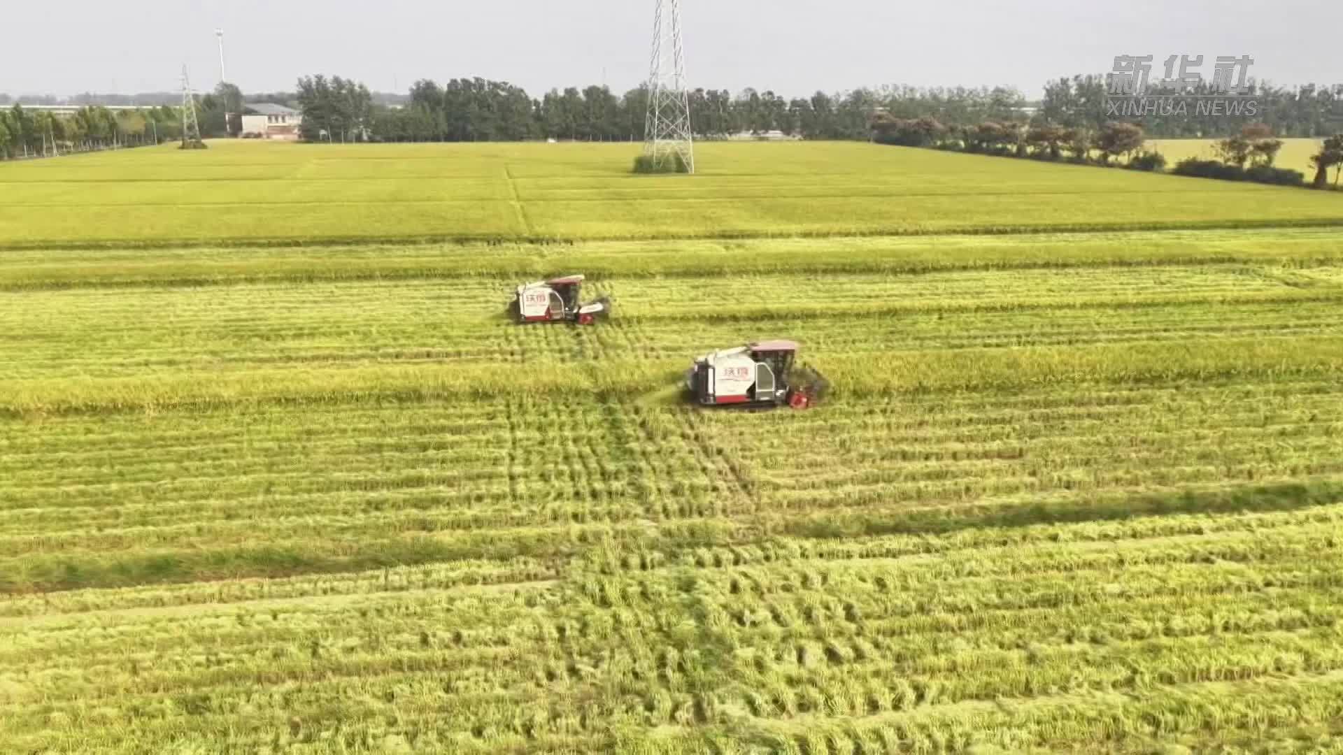 水稻用上AI“管家”低产田变身增收田