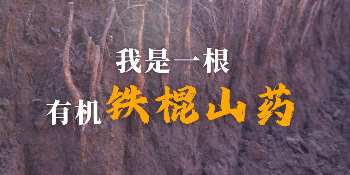 一根铁棍山药的“两百天日记”