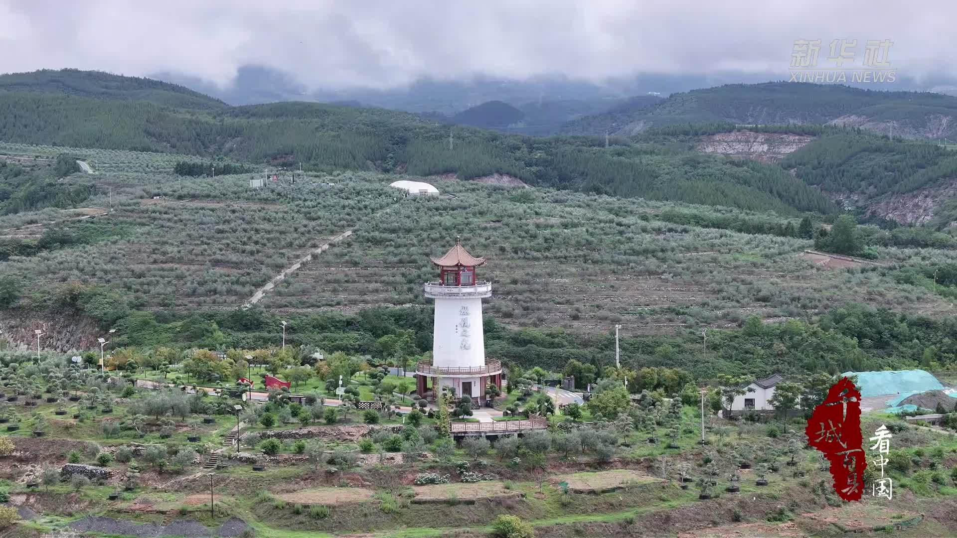 千城百县看中国丨湖北郧阳：8万亩油橄榄初榨飘香