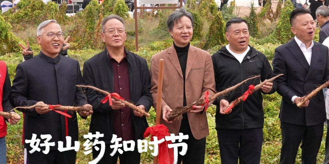 霜降第一根山药来了！张宝山第四届铁棍山药霜降采挖季仪式感满满
