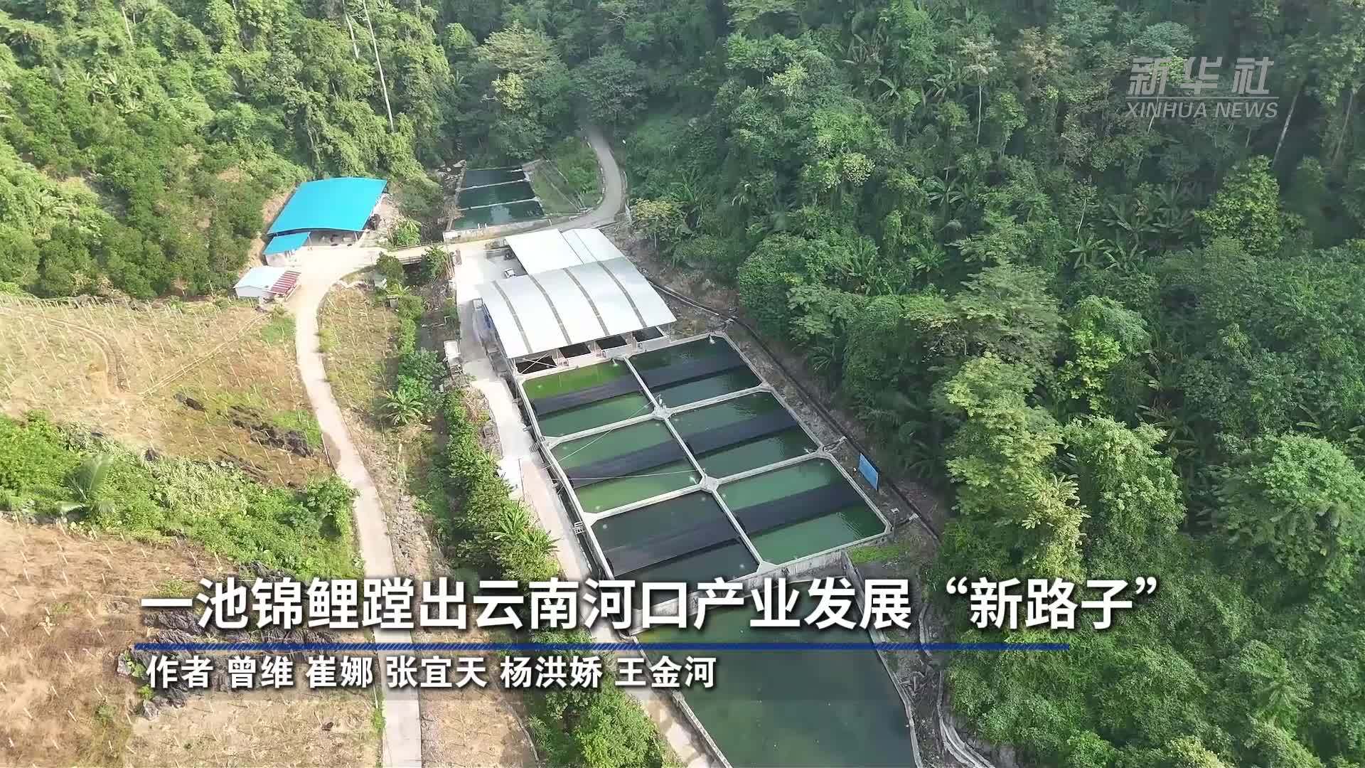 一池锦鲤蹚出云南河口产业发展“新路子”