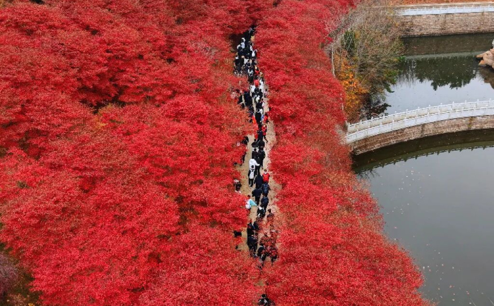 不必远赴深山，威海荣成赤山红叶直接美出圈！