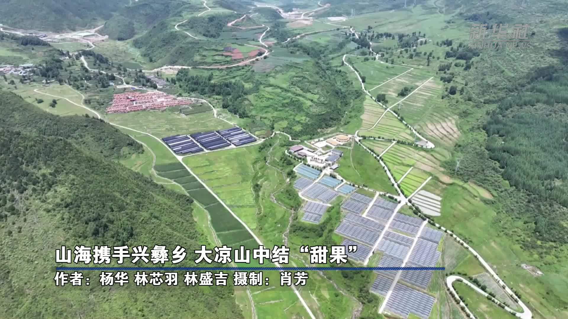 山海携手兴彝乡 大凉山中结“甜果”