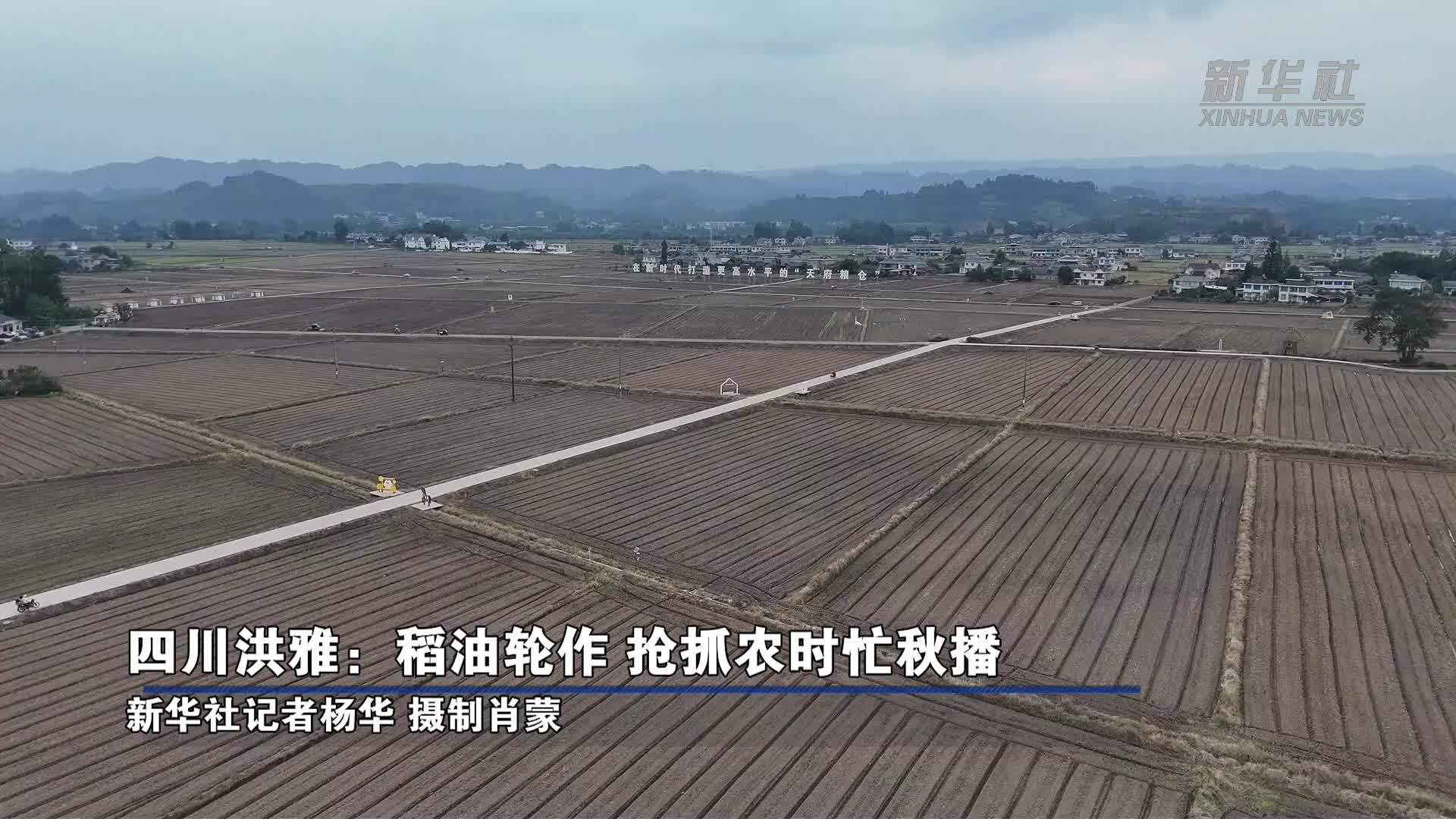 四川洪雅：稻油轮作 抢抓农时忙秋播