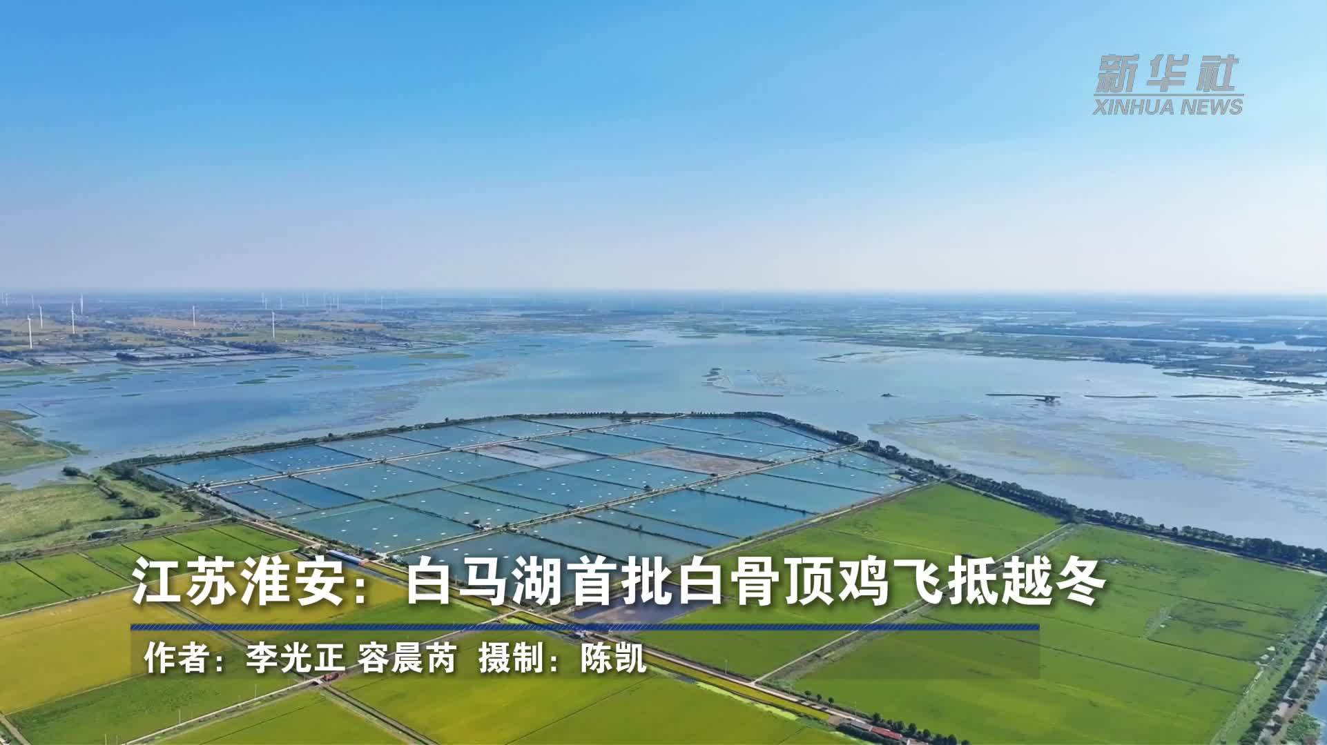 江苏淮安：白马湖首批白骨顶鸡飞抵越冬