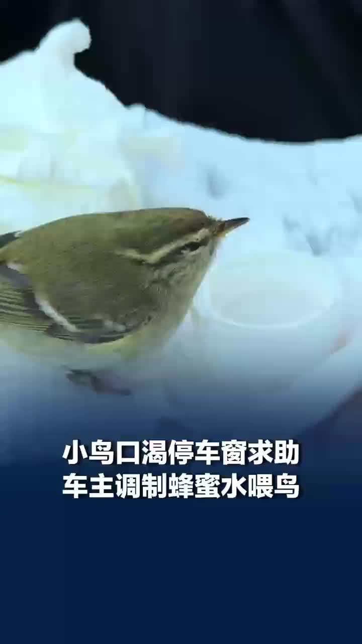 车主调制蜂蜜水喂停车窗的小鸟