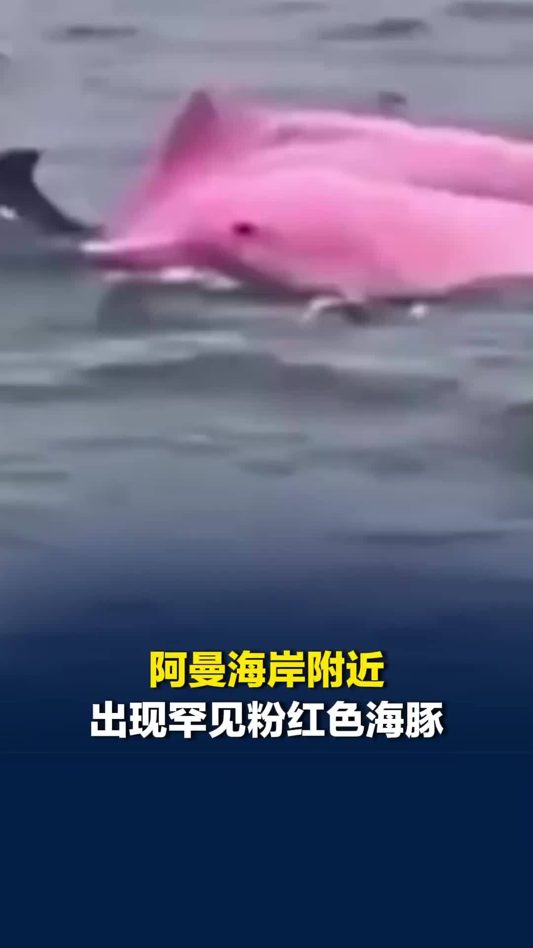 阿曼海岸附近出现罕见粉红色海豚，游客记录下跃出水面一幕