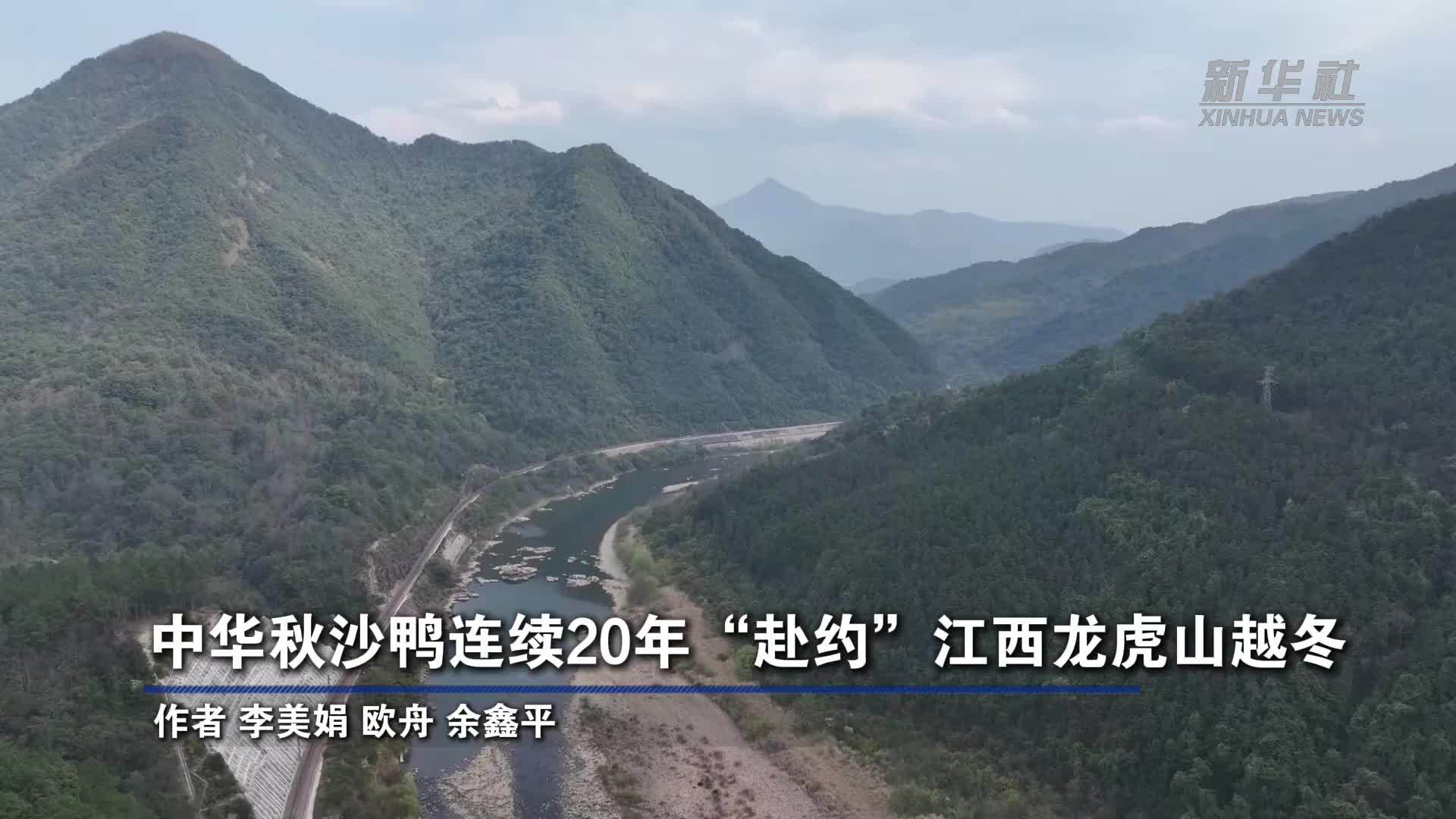 中华秋沙鸭连续20年“赴约”江西龙虎山越冬