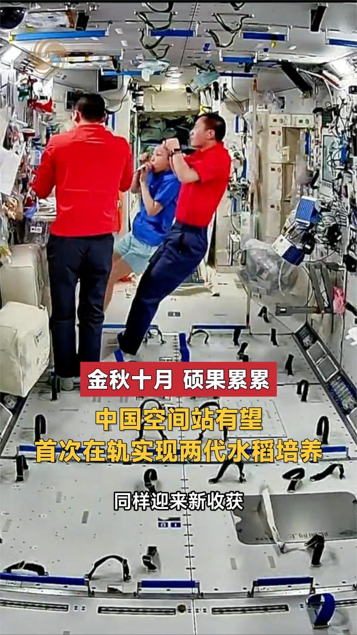 金秋十月 硕果累累 中国空间站有望 首次在轨实现两代水稻培养