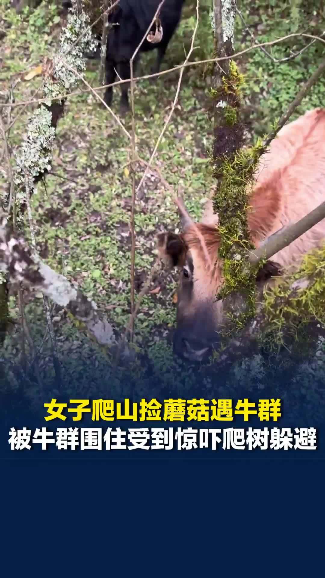 四川一女子爬山捡蘑菇遇牛群，被牛群围住受到惊吓爬树躲避，当事人：小时候被牛顶过