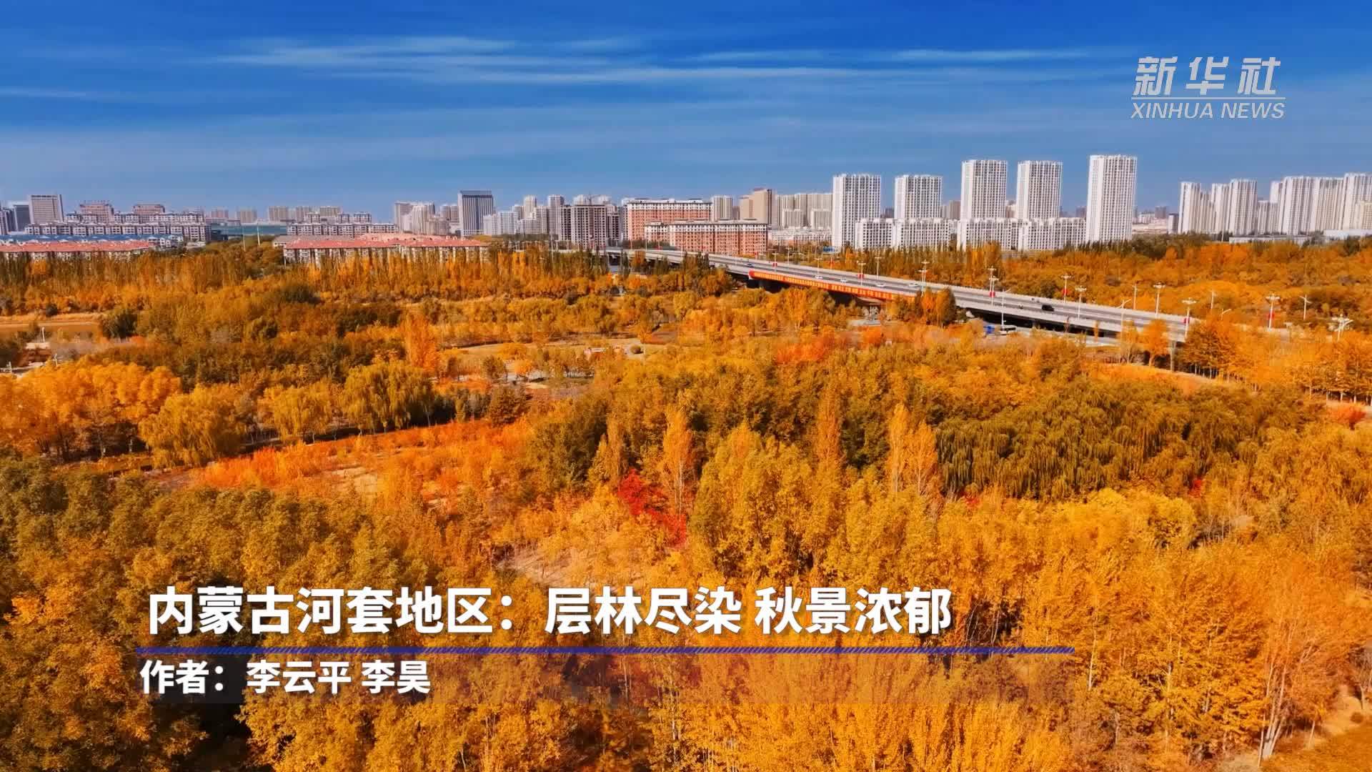 内蒙古河套地区：层林尽染 秋景浓郁