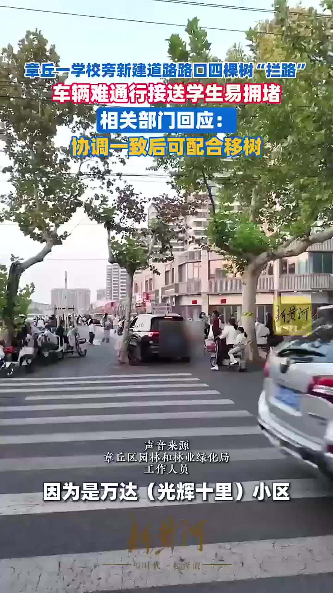 章丘一学校旁新建道路路口四棵树“拦路”，车辆难通行接送学生易拥堵 相关部门回应：协调一致后可配合移树|记者帮办