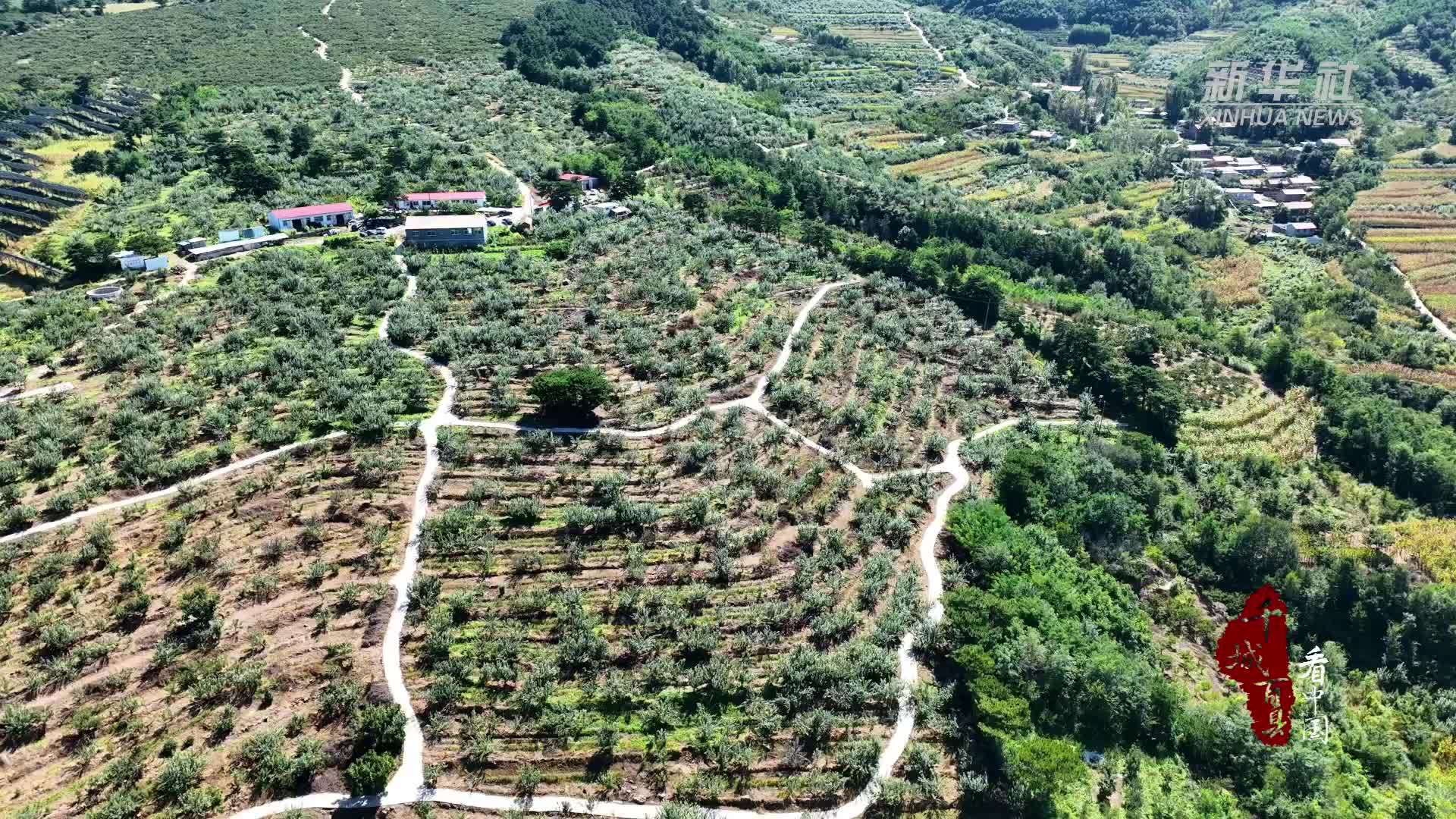 千城百县看中国｜河北承德：山地苹果富农家