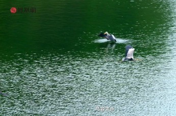 “慢生活”指南｜他拍了14年鸟，见证雄安“鸟口增长”