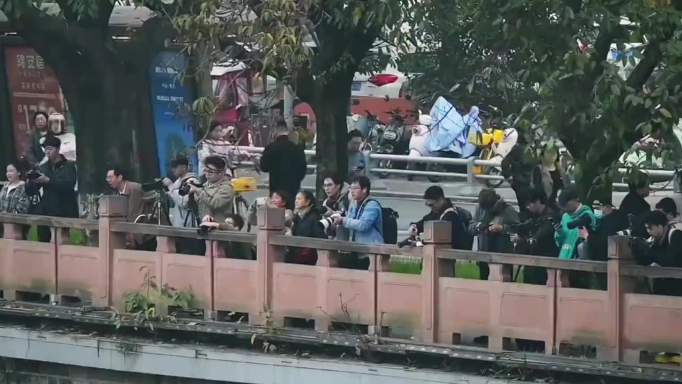 山河答卷 | 洗脚鸟的城市搭子