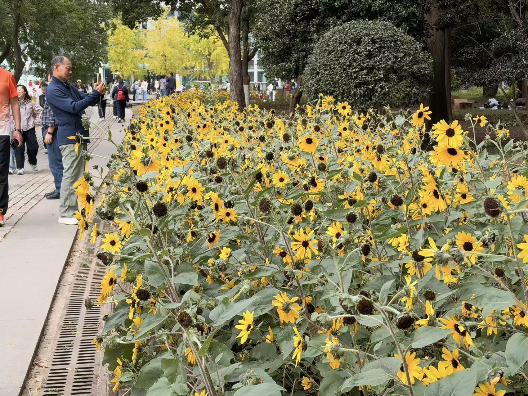 乌桕染秋，花境入画！南京中山植物园秋季花展开幕