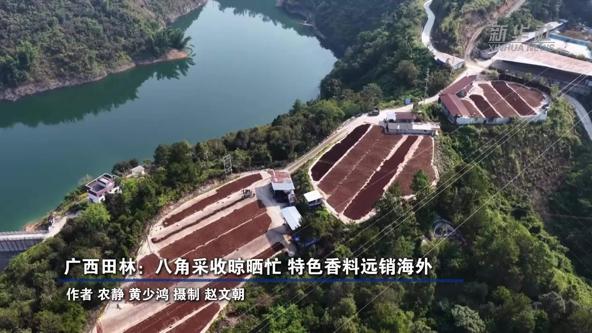 广西田林：八角采收晾晒忙 特色香料远销海外
