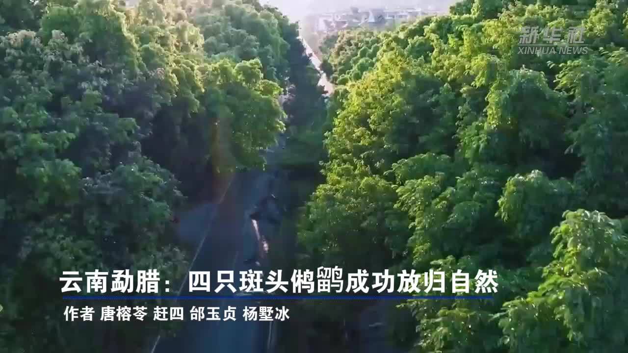 云南勐腊：四只斑头鸺鹠成功放归自然