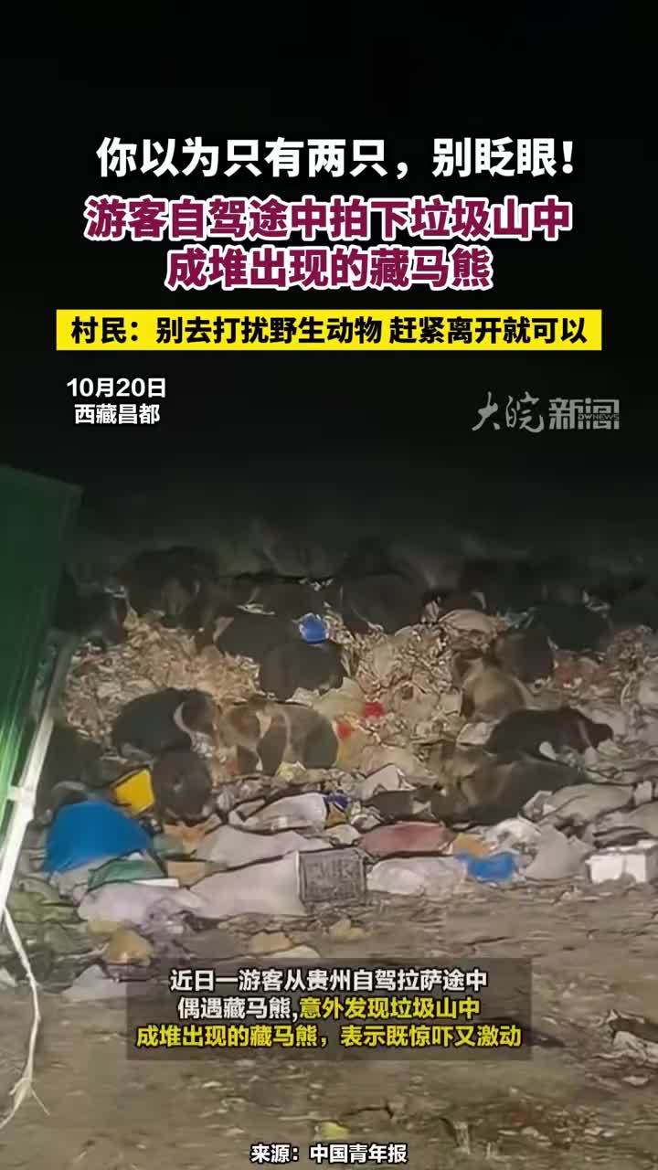 你以为只有两只，别眨眼！游客自驾途中拍下垃圾山中成堆出现的藏马熊，村民：别去打扰野生动物 赶紧离开就可以#游客自驾途中拍下垃圾山中成堆出现的藏马熊