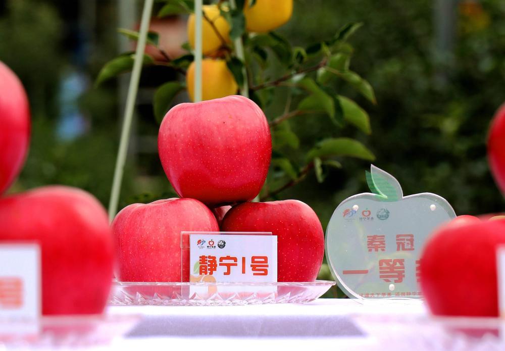 10月20日在赛果活动上拍摄的获奖的“静宁1号”苹果